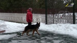 Дрессировка щенка овчарки, движение рядом, используем кликер