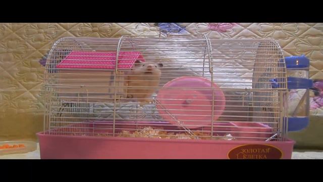 Хомяк Пуша! Как ухаживать за хомяком! Играем с Пушистиком!
