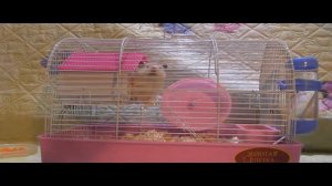 Хомяк Пуша! Как ухаживать за хомяком! Играем с Пушистиком!