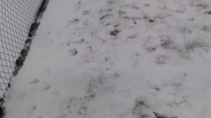 Щенок чау-чау. 3 месяца