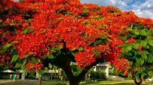 Необычные  деревья планеты