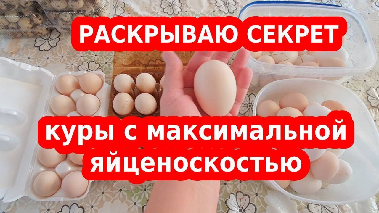РАСКРЫВАЮ СЕКРЕТ: куры несушки с максимальной яйценоскостью - лучшее  для начинающих ЧАСТЬ 1