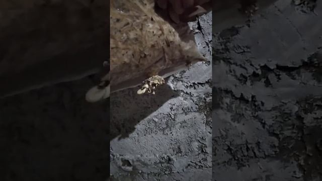 Выращивание вешенки штамм К17 своими руками.