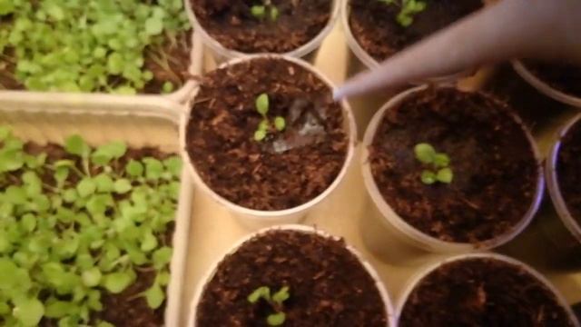 Цинерария, пикировка. Арабис, обзор смотреть онлайн