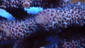 CDU Acropora spathulata