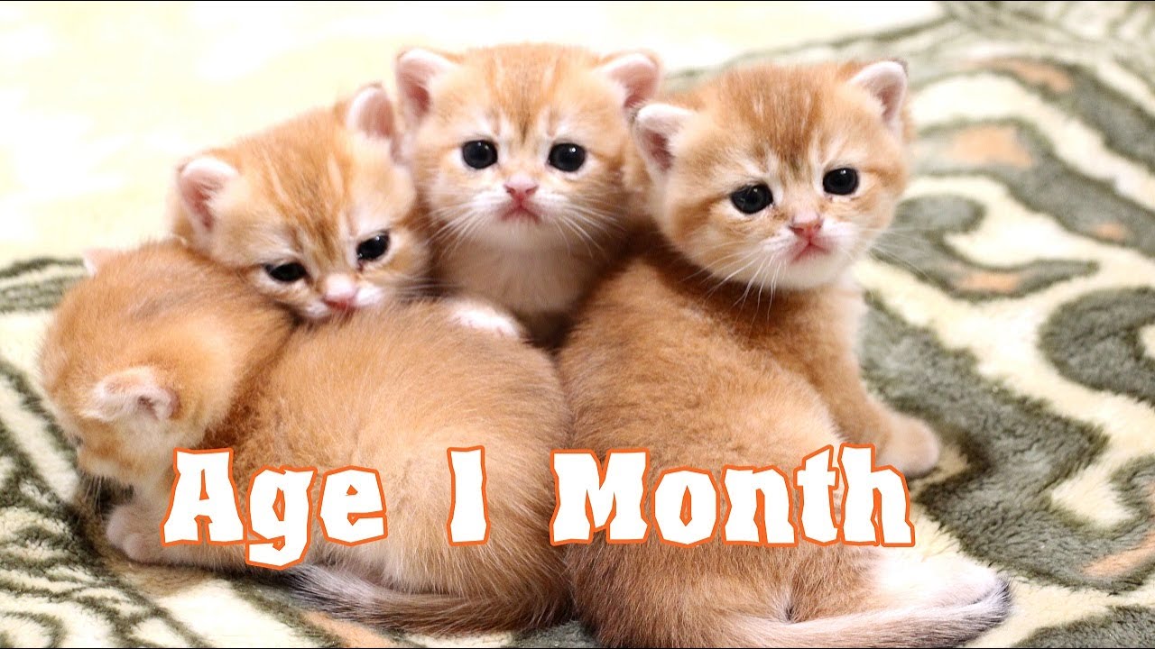Маленькие британские котята играют _ Милые сонные малыши _ Возраст 1 месяц