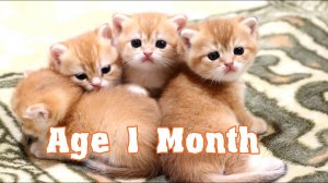 Маленькие британские котята играют _ Милые сонные малыши _ Возраст 1 месяц