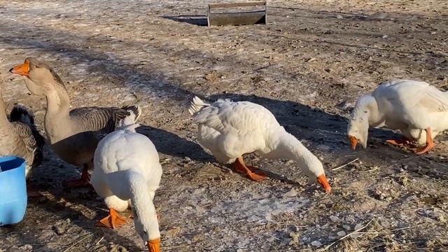 Холмогорские гуси или как наш гусь едет в Иркутск к Владимиру смотреть онлайн