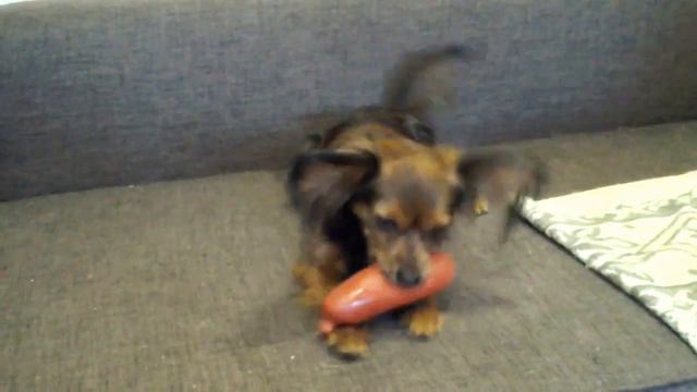 Злой Той терьер!) смотреть онлайн