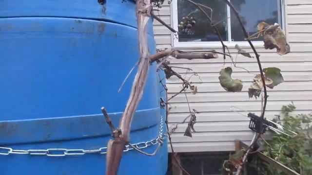 Кошки мои обожаемые. смотреть онлайн