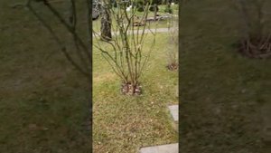 Рулонный или посевной газон. Что лучше?