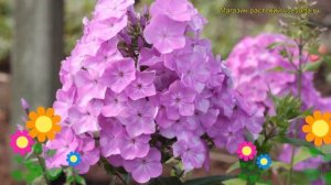 Флокс метельчатый Серебряный век. Краткий обзор, описание phlox paniculata Serebrianyi vek