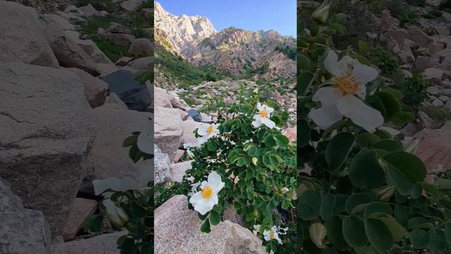 Wild rose in the mountains 🤍 #wildlife #nature #rose #mountains #plants