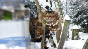 Стихотворение ПЕРВЫЙ СНЕГ Яков Аким