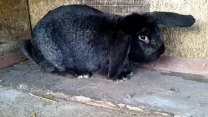 Кролик породы Паннон+Баран