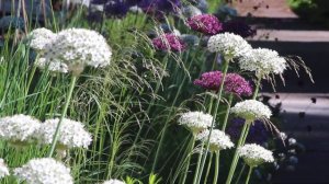 Allium and Deschampsia in Hellstrip Garden