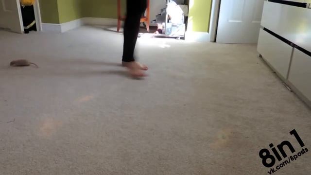 Дрессированная крыса выполняет трюки ⁄ Truth About Rats׃ Rat Tricks смотреть онлайн