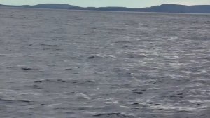 Белухи. Белое море.