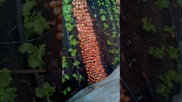 Посадка лука на перо смотреть онлайн