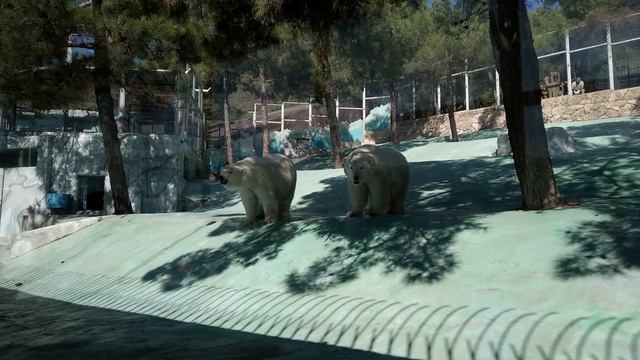 Витя и Звери - Ундоровский ПОЗИТИВ смотреть онлайн