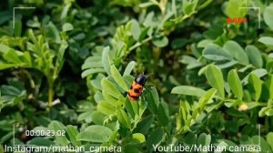 Coccinellidae insect