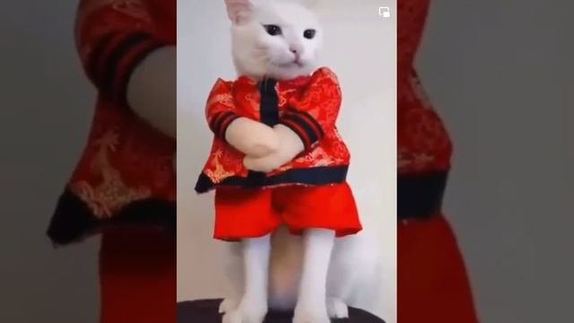 Недотрога