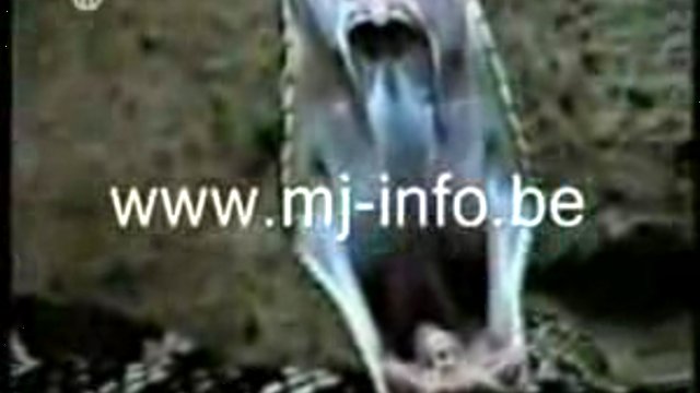 Животные прикалываются