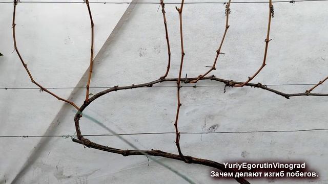 ? Запомните ЭТОТ СТРАДАТЕЛЬНЫЙ прием при ОБРЕЗКЕ ВИНОГРАДА и ОБЯЗАТЕЛЬНО сделайте его весной. смотреть онлайн