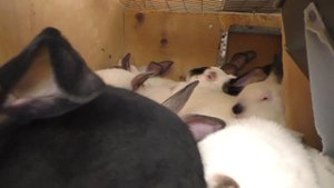 ПОЛНЫЙ ОБЗОР КЛЕТКИ ДЛЯ КРОЛИКОВ СВОИМИ РУКАМИ Кролики содержание и разведение