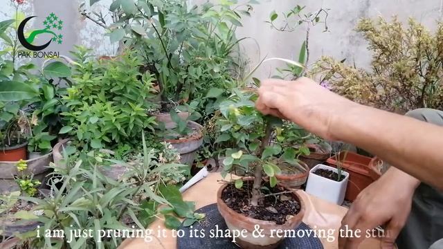 Ehretia microphylla, Carmona retusa, Fukien tea tree Bonsai смотреть онлайн
