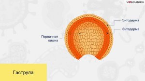 Онтогенез и филогенез