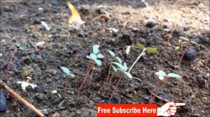 Amaranth/Chaulai|Grow Red & Green Vegetable at Home|Container Gardening