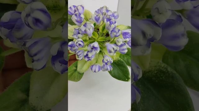 Фиалка Н-Аватар химера смотреть онлайн