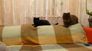 окрасы британских кошек