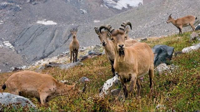 Тематический видео обзор Нас манили к себе заповедные дали смотреть онлайн