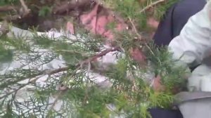 Как обрезать декоративные кустарники, как обрезать декоративные деревья