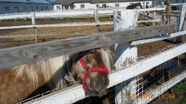 Слайд шоу домашние животные смотреть онлайн