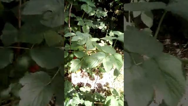 Малина ремонтантная из раздела всё о ней,о даче