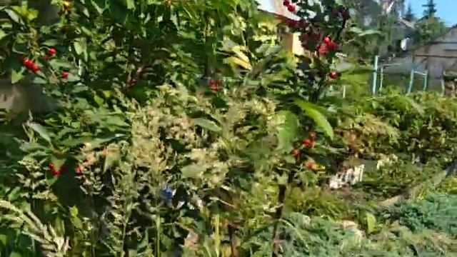 Черешня Подмосковья 11.07.21, сбор ягод жёлтой черешни, черевишни. Сад Копейки