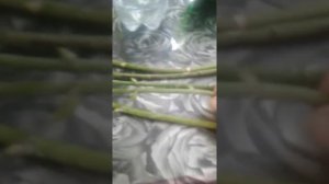 Размножение орхидей из цветоносов