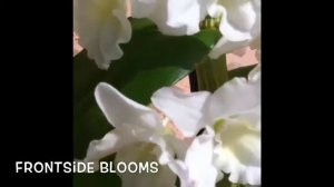 "snow king" in full bloom | dendrobium nobile orchid