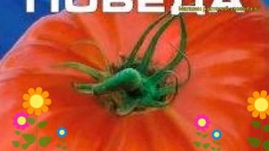 Томат обыкновенный Маршал Победа. Краткий обзор, описание характеристик, где купить семена