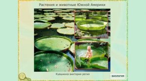 Животные и растения разных материков