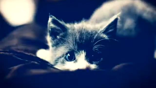 Красивые кошки картинки смотреть онлайн