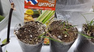 Лимонная трава / Цитрон/ Лемонграсс и Бальзамин - мой  отчет. Вкусная, рекомендую?