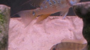 American Cichlid Species - The Red Hump Geo. "Geophagus Steindachneri"