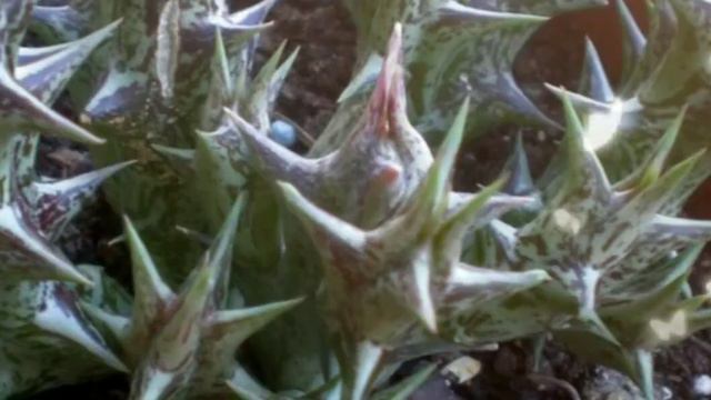 CARALLUMA HESPERIDUM. FAMILIA APOCYNACEAE. ULTRA COLECCIÓN. смотреть онлайн