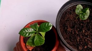 Кофе Арабика ( Нана)