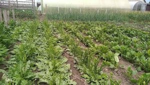 Астра, статицца,, гелиххризимум для срезки на букеты ???