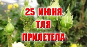 25 июня. Тля прилетела. Мой сад.mp4